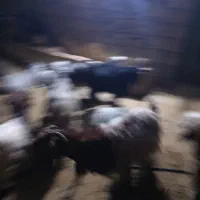 1راسبره1راسبز|حیوانات مزرعه|دهدشت, |دیوار