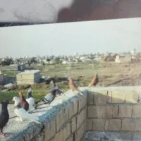 کبوتر|پرنده|خرمشهر, |دیوار