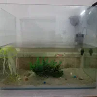 آکواریوم شیشه خم|ماهی|مشهد, کوی سیدی|دیوار