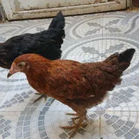مرغ و خروس  محلی .