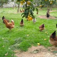 مرغ محلی گلپایگانی هشت ماهه تخم گذار|حیوانات مزرعه|دالخانی, |دیوار