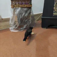 مرغ مینا سرحال|پرنده|بروجرد, |دیوار