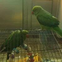 طوطی ملنگو سبز