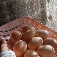 تخم مرغ محلی|خوردنی و آشامیدنی|سبزوار, مدرس|دیوار
