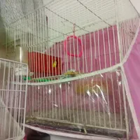 مرغ عشق جفت  ۴۰۰|پرنده|مشهد, شهرک شیرین|دیوار