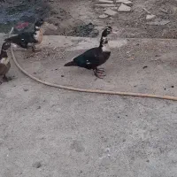 اردک|حیوانات مزرعه|محمدبار, |دیوار