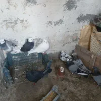 کبوتر|پرنده|سیلوانه, |دیوار