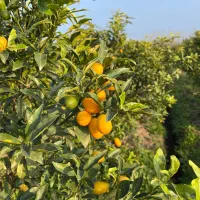 فروش میوه کامکوات|عمدهفروشی|نشتارود, |دیوار