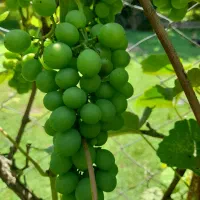 غوره آب دار وتازه