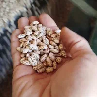 لوبیا چیتی ابلغ