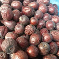 مغز پسته .بنه.بادام. تخمه هندوانه. عناب|عمدهفروشی|قائن, |دیوار