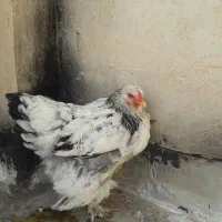 مرغ برهما|حیوانات مزرعه|قم, کلهری|دیوار