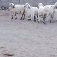 5عدد میش باغینی بره بزرگ و میش ها دوباره قوچ خورد|حیوانات مزرعه|کرمان, |دیوار