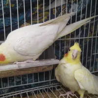 سه عدد عروس هلندی با تمام وسایل