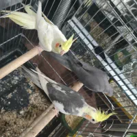 فروش عروس هلندی