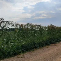 جارو|لوازم نظافت|اندیمشک, |دیوار