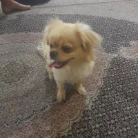 گم شدن سگ|سگ|شیراز, آبیاری|دیوار