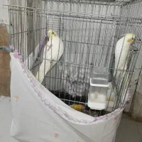 یک جفت عروس هلندی نر سخنگو ماده جوجه سه ماهه هست|پرنده|شیراز, شاهچراغ|دیوار