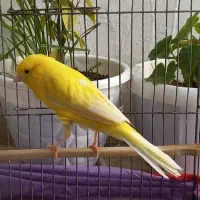 قناری نر طلایی کشیده خوش رنگ قرص قرص شلاقی بخون