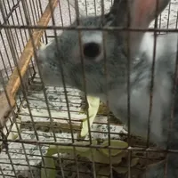 خرگوش باهوش