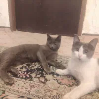 توله گربه خاکستری