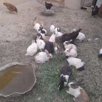 خرگوشبازیگوش