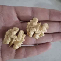 گردو پوسته کاغذی