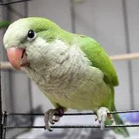 طوطی راهب گمشده