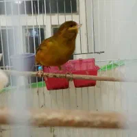 قناری نر|پرنده|بوشهر, |دیوار