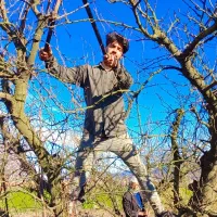 انجام هرس ضمانتی وطراحی باغ|خدمات باغبانی و درختکاری|گرگان, |دیوار