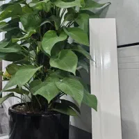 بلیط کنسرت آرون افشار ۸ مهر سالن vip هال مریم