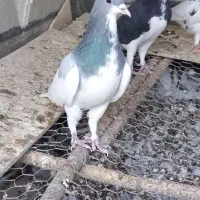 کبوتر نر یال سبز