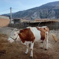 فروش گاو سیمتال|حیوانات مزرعه|سیوان, |دیوار