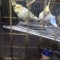 واگذاری پرنده