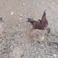 فروش مرغ و کبوتر|حیوانات مزرعه|یاسوج, |دیوار