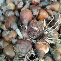 به فروش میرسد|خدمات باغبانی و درختکاری|برازجان, |دیوار