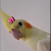 عروس هلندی  نرو ماده