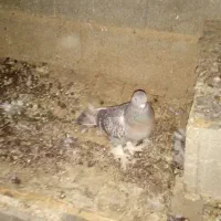 کفتر بهبهانی|پرنده|مرودشت, رامجرد یک|دیوار