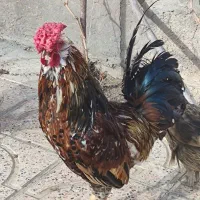 خروس فروشی|حیوانات مزرعه|بشاریات, |دیوار