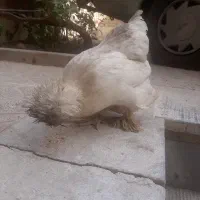 فروش مرغ سلطان  تخم گذار