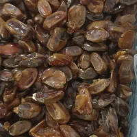 خرما بدون هسته