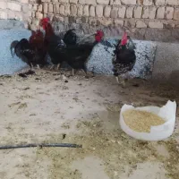 خروس چاق و جوان‌.|حیوانات مزرعه|قم, هنرستان|دیوار