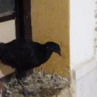 تعدادی خروس زیر قیمت حراج شده|حیوانات مزرعه|هشتگرد, سعید آباد|دیوار