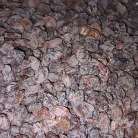 کشمش آفتابی|خوردنی و آشامیدنی|ساوه, |دیوار