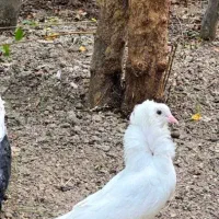 یه جفت سفیدماده کاکولی شامپیون نر سفید پاک