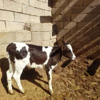 فروش گاو همراه گوساله هلشتاین