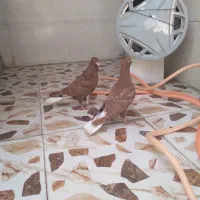 جفت جوجه سرخ دمسفید