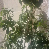 گل بزرگ شفلرا (در تبریز)|گل و گیاه طبیعی|صوفیان, |دیوار