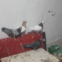 کبوتر،طوقی،سینه،کله، پلاکی|پرنده|مرودشت, تامین اجتماعی‎|دیوار