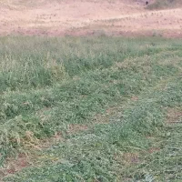 یونجه تازه برای گوسفند و گاو
